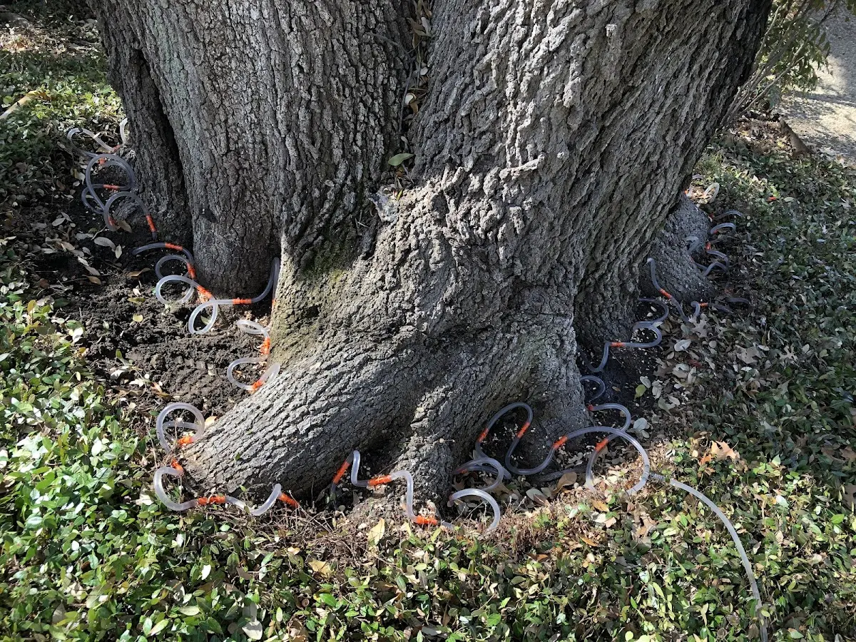 Detailed Tree Cabling and Bracing job site in Seabrook