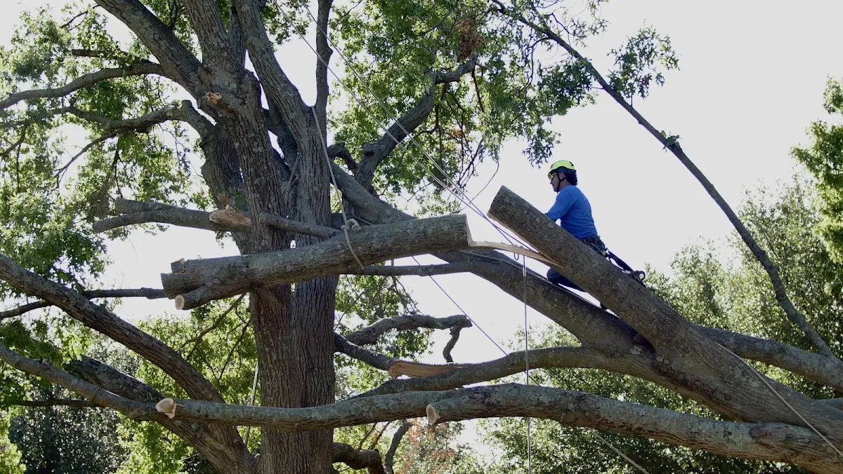 Professional Hazardous Tree Removal performed by certified arborists in Seabrook