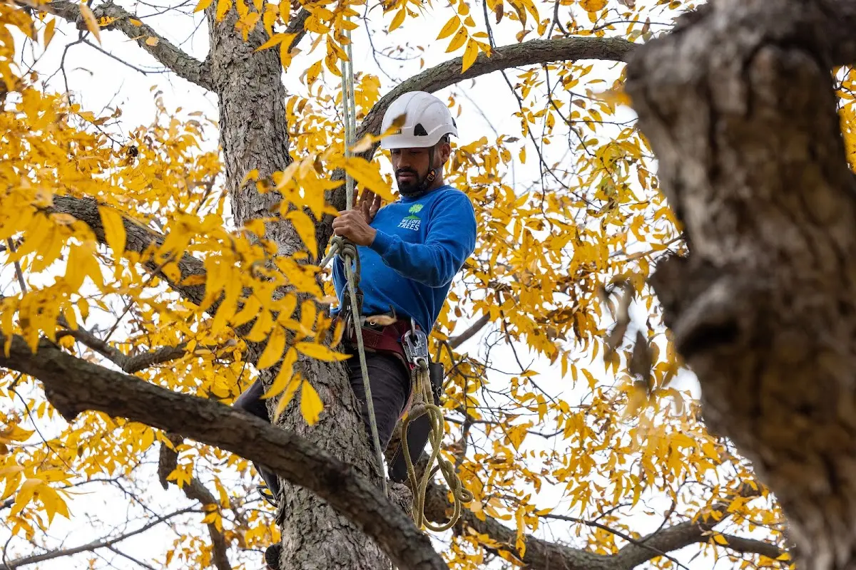 Skilled Tree Planing crew working in Seabrook